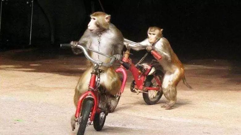 星空·综合体育|2019年河南省“戏曲进校园”活动在洛阳科技职业学院隆重举行(图3) 星空·综合体育